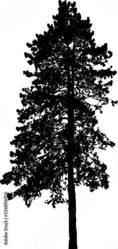 Tree Silhouette