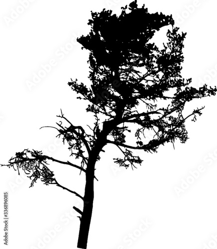 Tree Silhouette