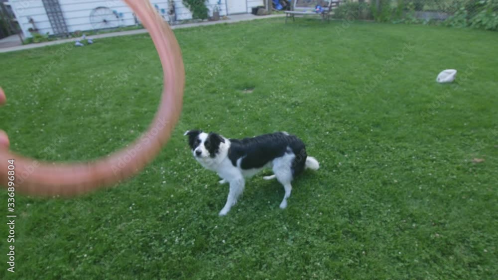POV of throwing a frisbee for a sheep dog in a green garden
