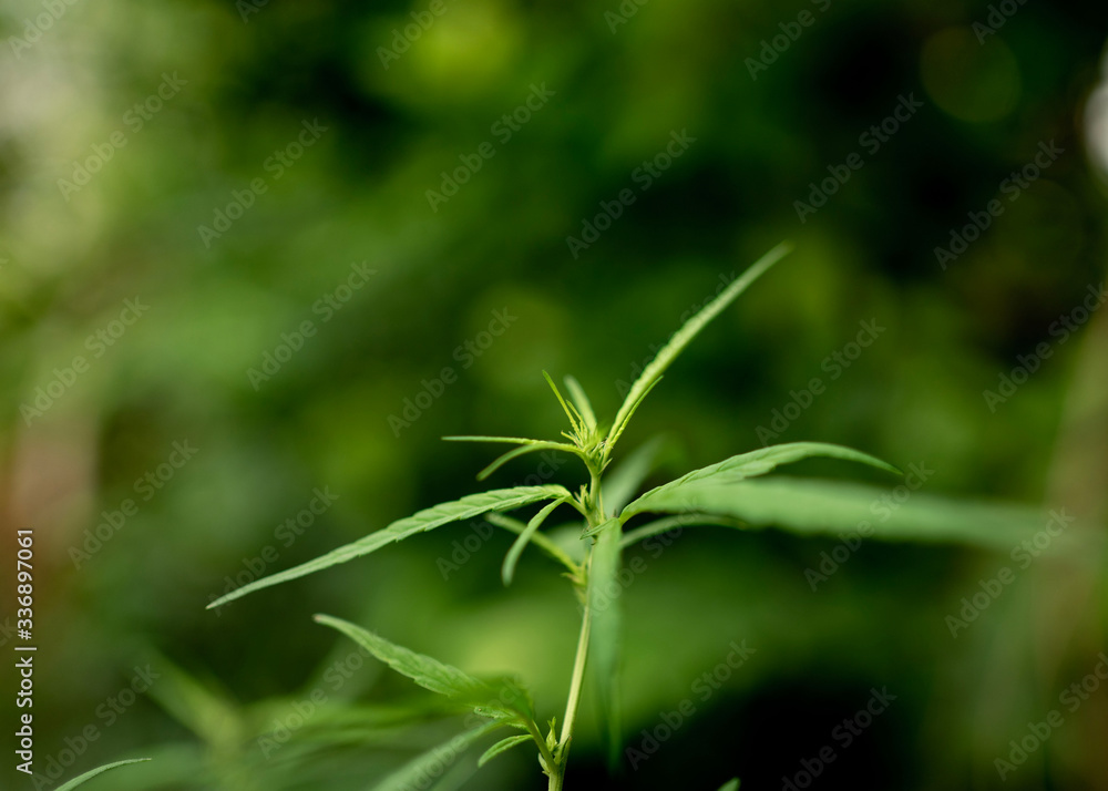 Young leaf close up of marijuana Medicinal plants for the treatment of diseases.