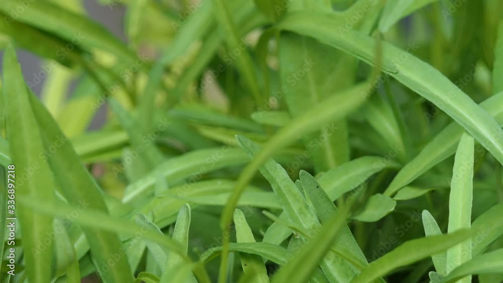 close up of green leaves in nature close up of green leaves in nature