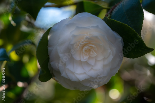 Flower of white camellia japonica Mathotiana alba photo