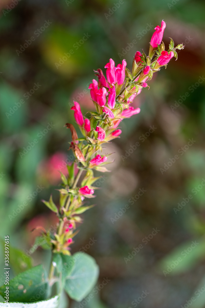 Obraz premium A twig of blooming Karwinskis sage