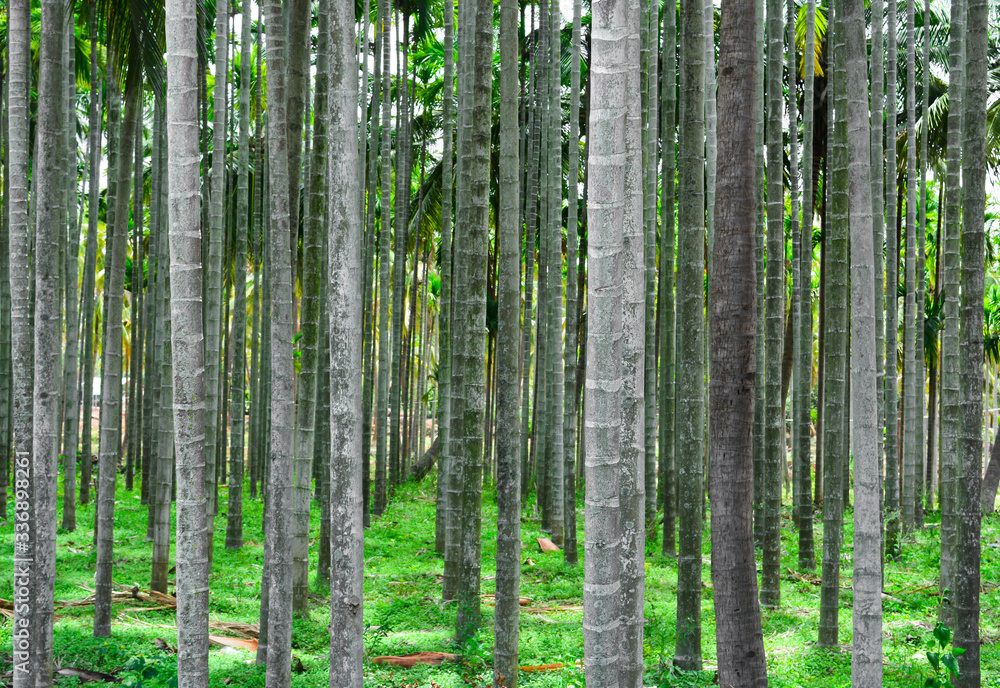 Naklejka premium pine tree and tree on the rock