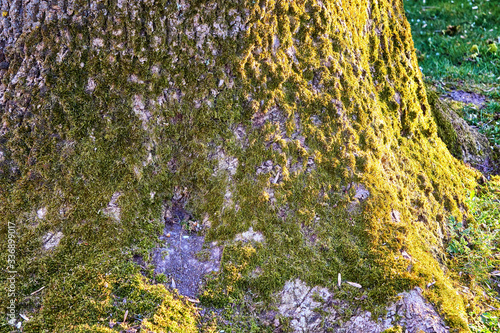 Old big tree trunk with moss as a nature background.