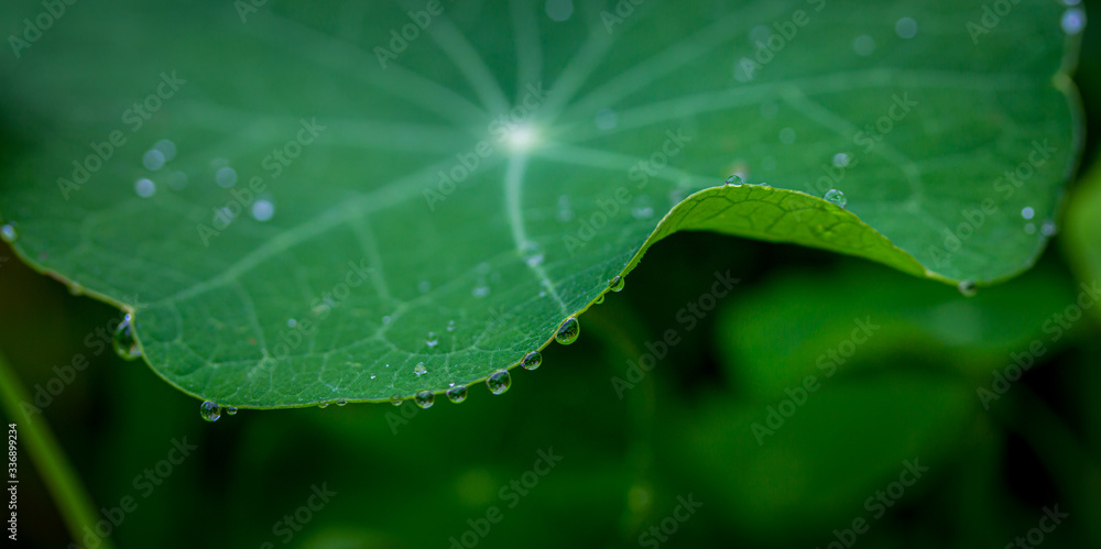 Close up macro of water droplets hanging on the edge of a nasturtium green leaf after rain Close up macro of water droplets hanging on the edge of a nasturtium green leaf after rain