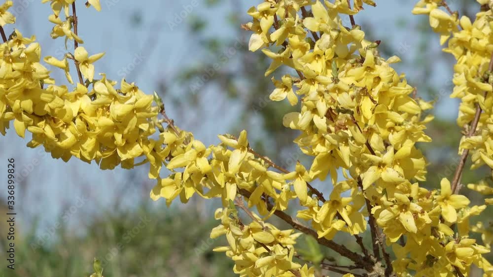 yellow forsythia in springtime in the nature yellow forsythia in springtime in the nature