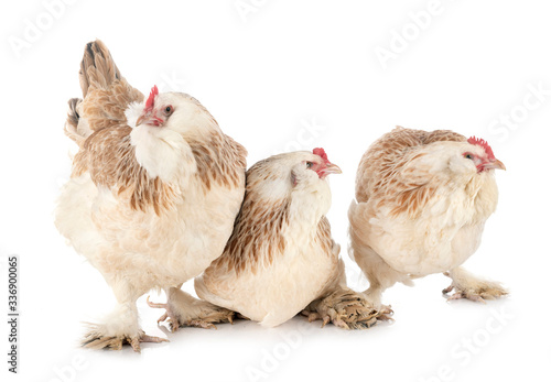 Faverolles chicken in studio