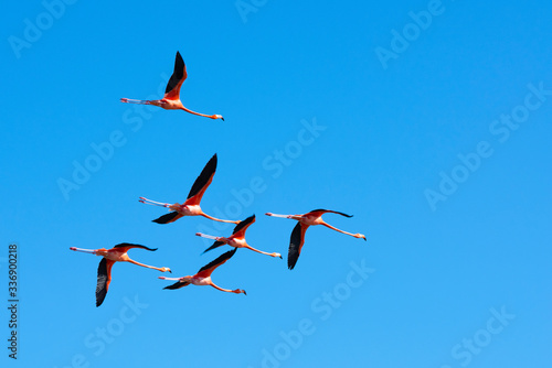 six pink flamingos flying in formation over a blue sky
