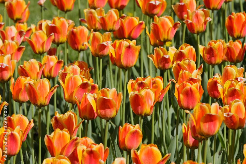 Field with orange tulips in spring in may in the city Park Field with orange tulips in spring in may in the city Park