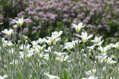 White Cerastium flowers in an Italian garden. In the background thyme flowers with bees sucking nectar.