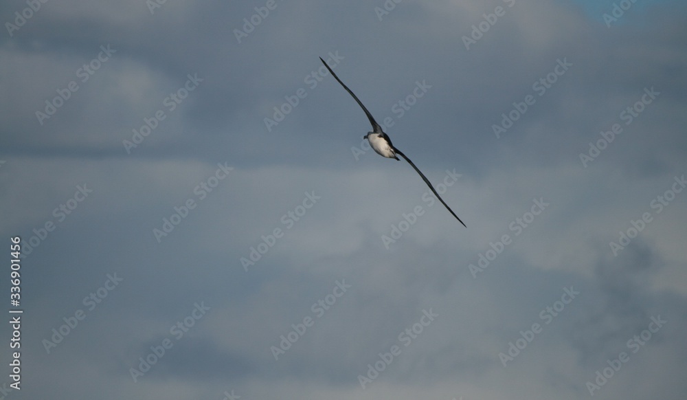 Albatross, Kaena Point, Oahu, Hawaii, January 2018 Albatross, Kaena Point, Oahu, Hawaii, January 2018