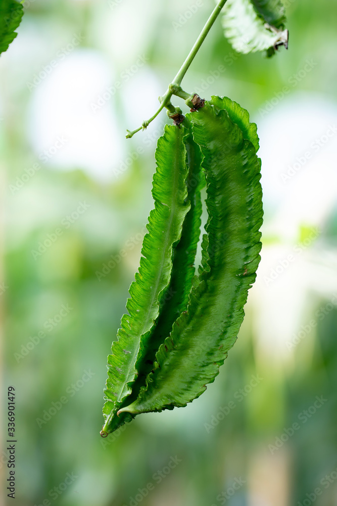 Winged Bean Plant hanging from the bamboo fence in the agricultural farm. Winged Bean Plant hanging from the bamboo fence in the agricultural farm.