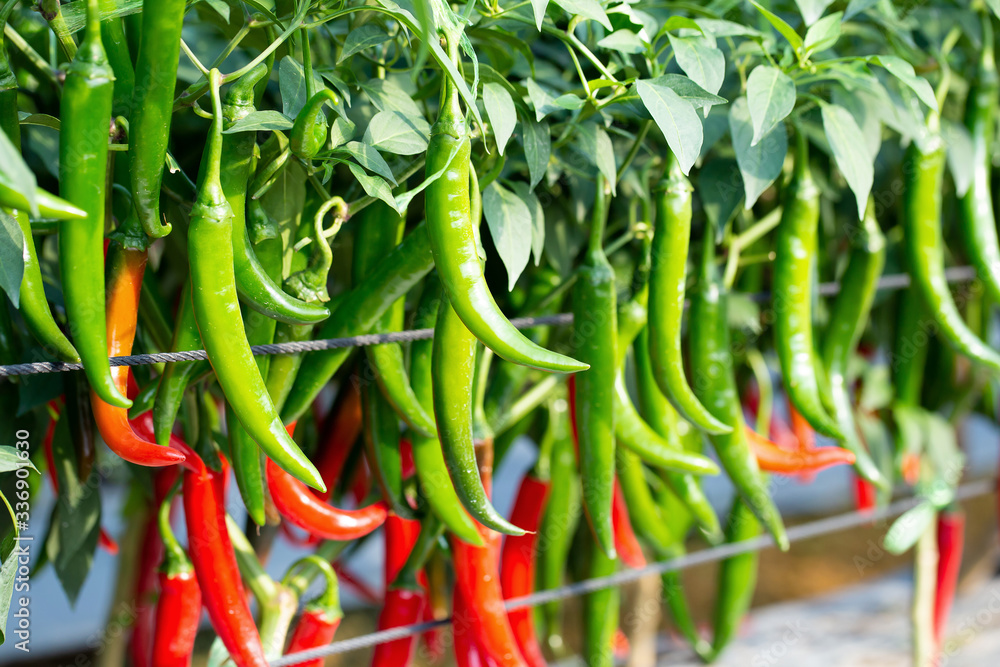 Ripe Red and Green chilli on a tree, Green chilies grows in the garden Ripe Red and Green chilli on a tree, Green chilies grows in the garden
