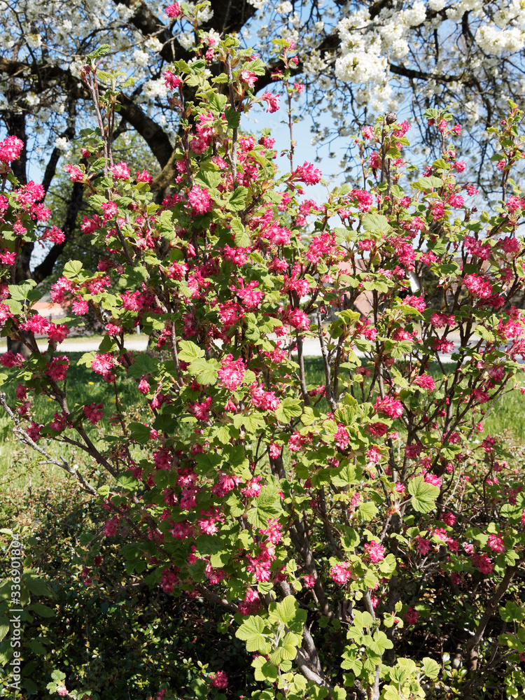 Blut-Johannisbeere (Ribes sanguineum). Rote Blume, dekorativer und pflegeleichter Frühlingsblüher für den Ziergarten