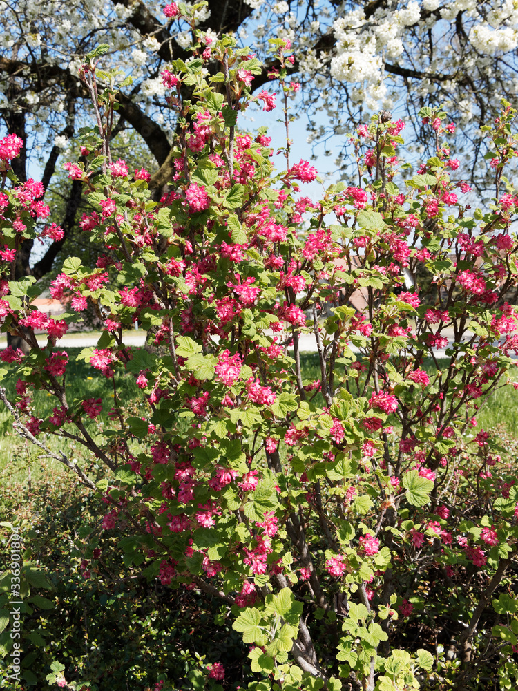 Blut-Johannisbeere (Ribes sanguineum). Rote Blume, dekorativer und pflegeleichter Frühlingsblüher für den Ziergarten Blut-Johannisbeere (Ribes sanguineum). Rote Blume, dekorativer und pflegeleichter Frühlingsblüher für den Ziergarten