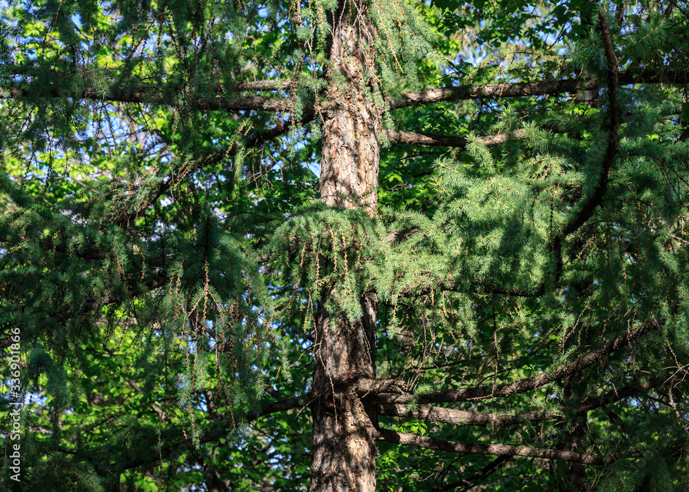 Fototapeta premium Green branches and trunk of a pine tree with long needles in spring in may against the blue sky