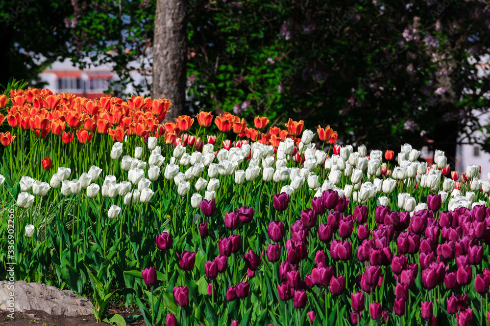 Field with white, orange and purple tulips in the spring in may in the city Park Field with white, orange and purple tulips in the spring in may in the city Park