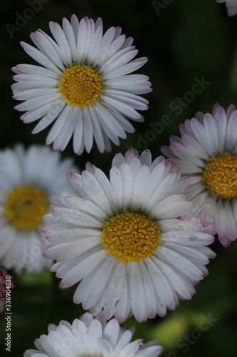 bellis stokrotka