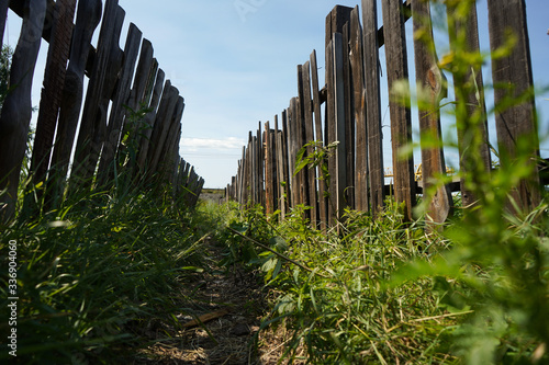 The path between the fences. Rural landscape. Old dilapidated rickety wooden fence. Summer sunny day with blue sky