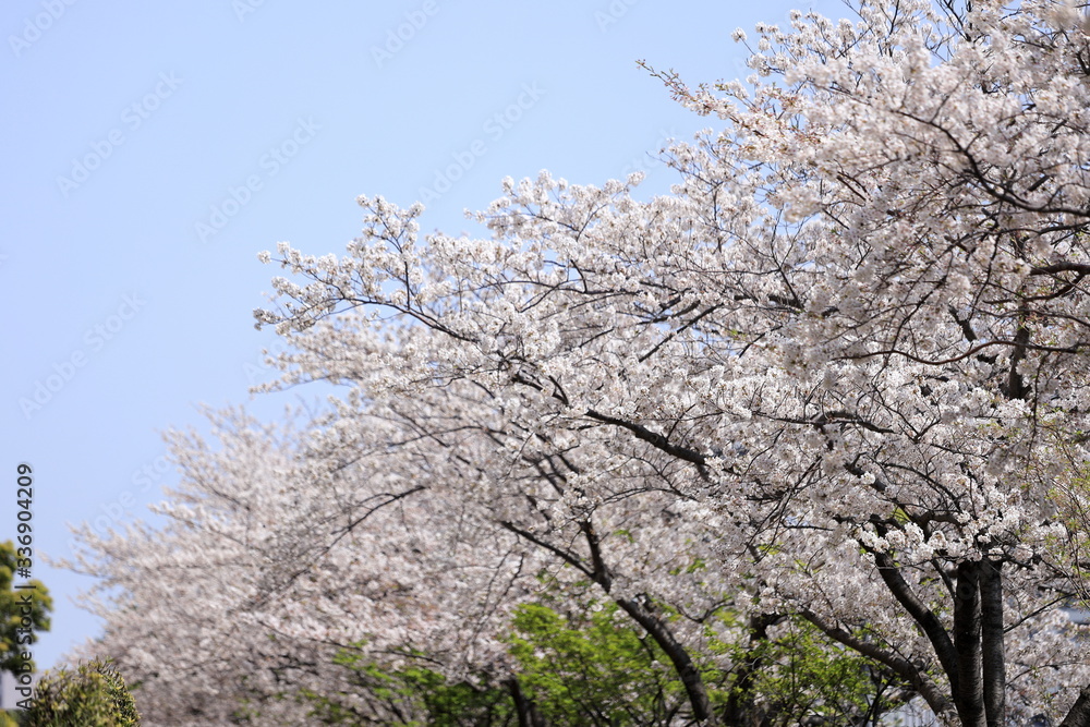 桜 (ソメイヨシノ)
