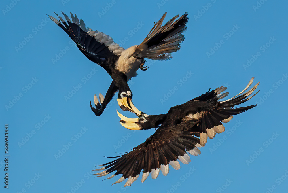 Obraz premium Oriental Pied-hornbill - Anthracoceros albirostris, small beautiful hornbill from Southeast Asian forests and woodlands, Pangkor island, Malaysia.