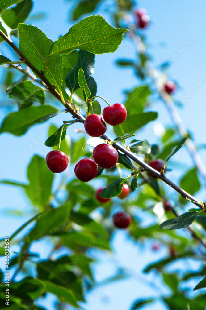 Bright juicy cherries closeup. Macro shot using bokeh. Suitable for packaging packages, layouts and articles on gardening topics.