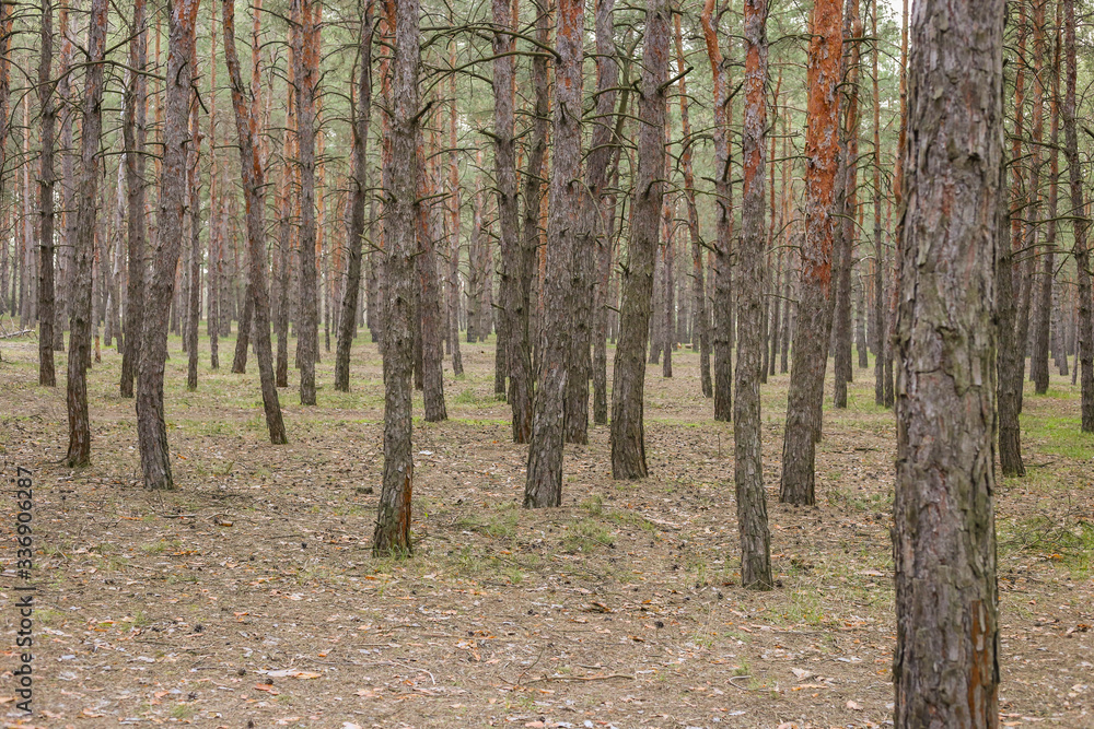 Fototapeta premium The empty forest. outdoor recreation