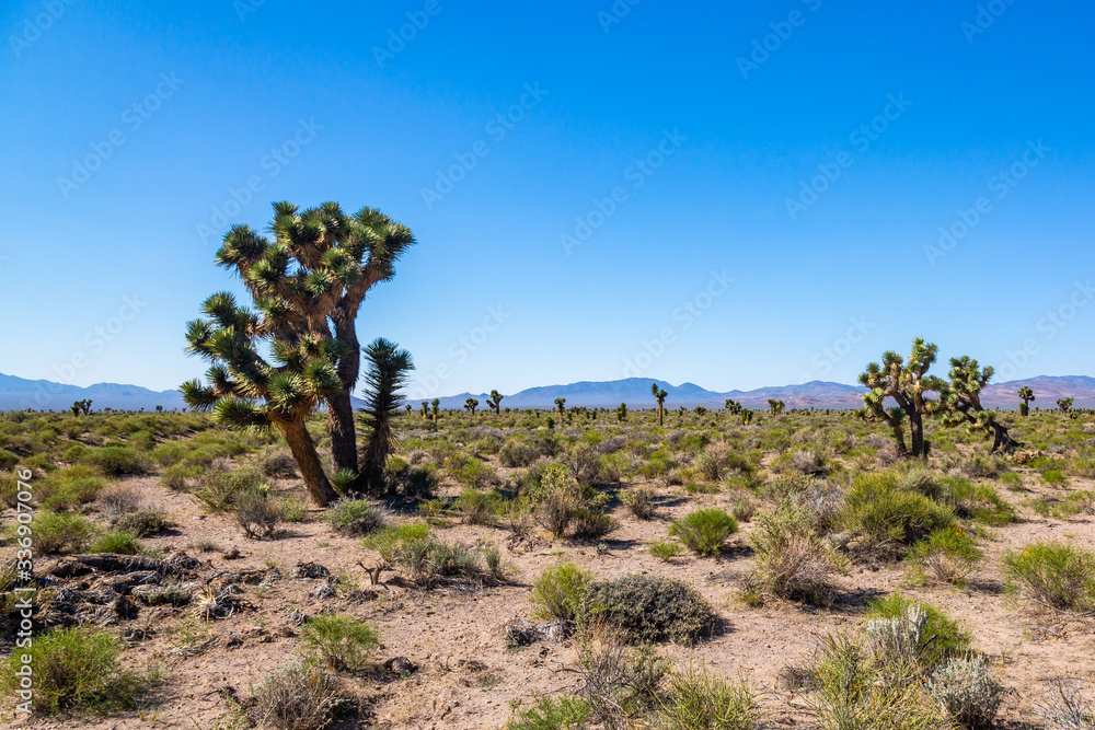 Southwest Usa Parks (Joshua Tree National Park) is located in southeastern California.