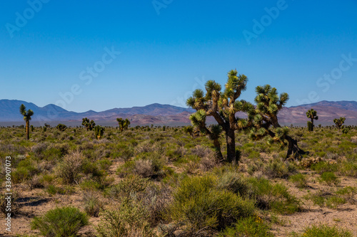 Southwest Usa Parks (Joshua Tree National Park) is located in southeastern California.
