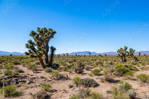 Southwest Usa Parks  Joshua Tree National Park  is located in southeastern California.