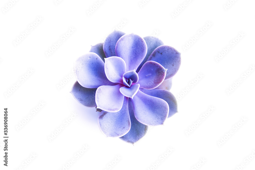 banner succulent eheveria in a concrete planter. potted houseplant. Isolated on a white background. composition in scandinavian style banner succulent eheveria in a concrete planter. potted houseplant. Isolated on a white background. composition in scandinavian style