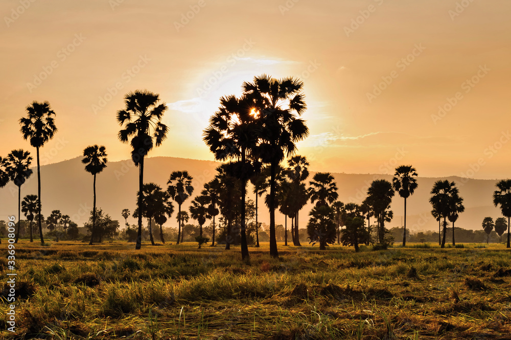Fototapeta premium Sunset sugar palm tree in phetchaburi Thailand