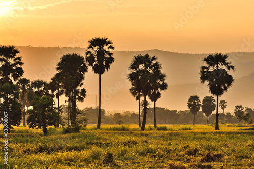 Sunset sugar palm tree in phetchaburi Thailand