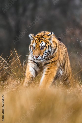 A Siberian tiger (Panthera tigris) a beautiful portrait of a great tiger set in a typical setting for this amazing animal by a Russian taiga. © vaclav