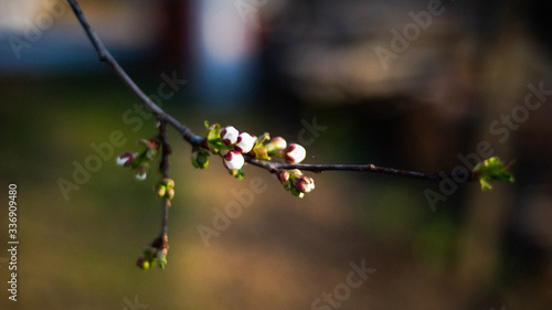 spring tree flower