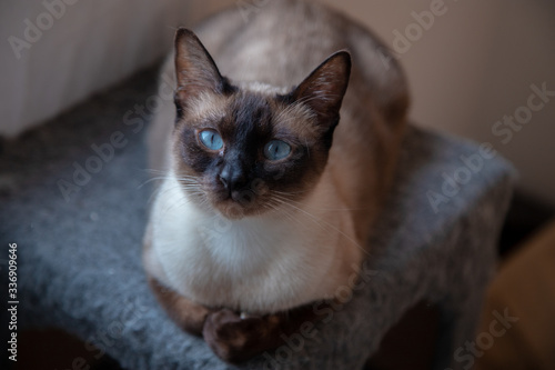 Siamese cat close up © Villy