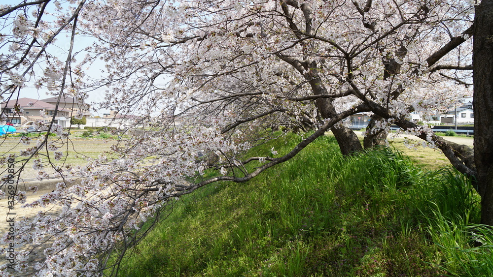 桜 桜