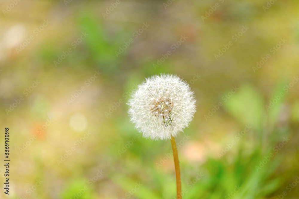 dandelion flufff in the grass