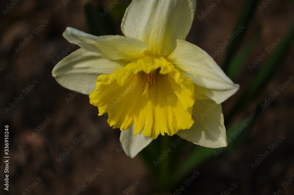 view on spring narcissus flowers. Narcissus flower also known as daffodil, daffadowndilly view on spring narcissus flowers. Narcissus flower also known as daffodil, daffadowndilly