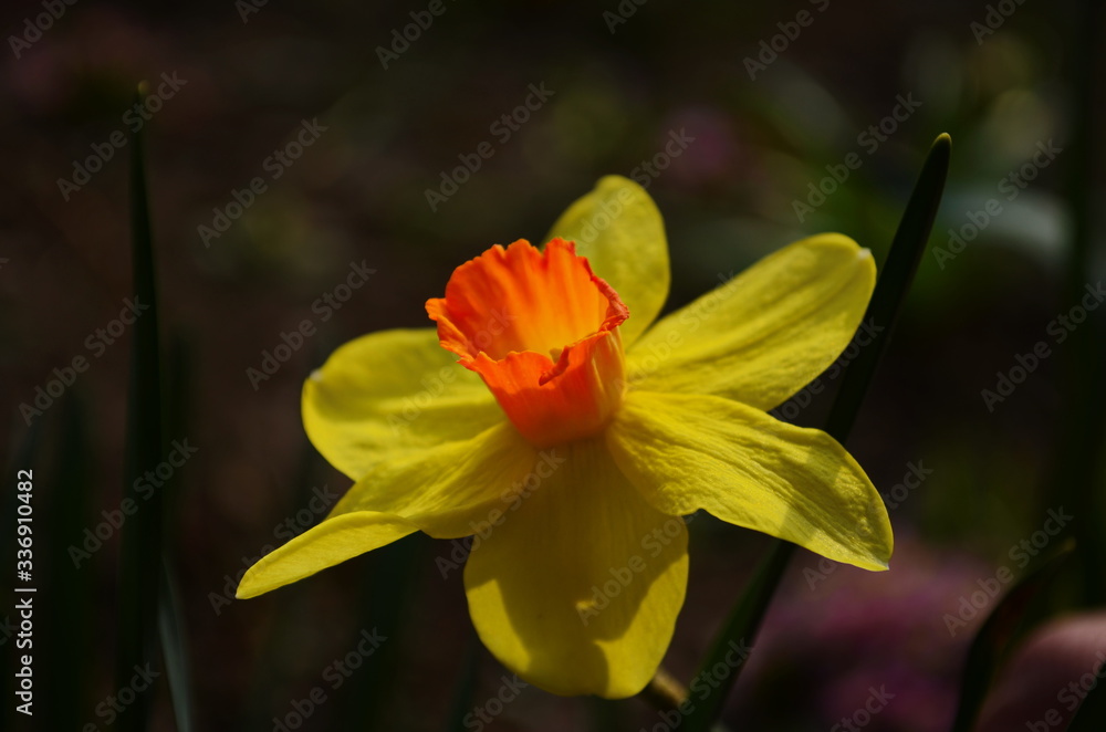 view on spring narcissus flowers. Narcissus flower also known as daffodil, daffadowndilly view on spring narcissus flowers. Narcissus flower also known as daffodil, daffadowndilly
