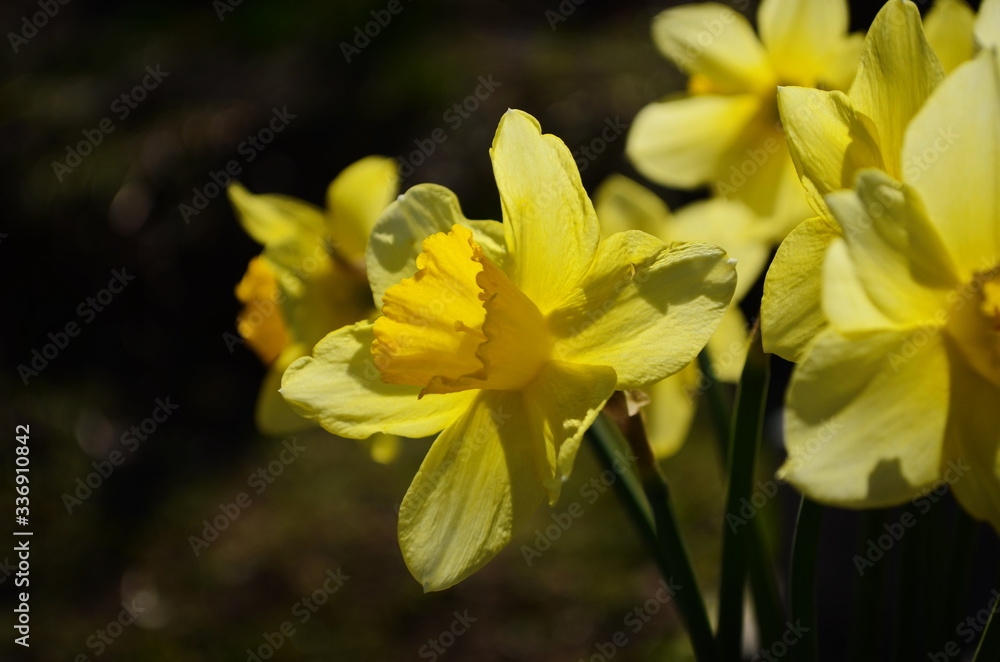 view on spring narcissus flowers. Narcissus flower also known as daffodil, daffadowndilly view on spring narcissus flowers. Narcissus flower also known as daffodil, daffadowndilly