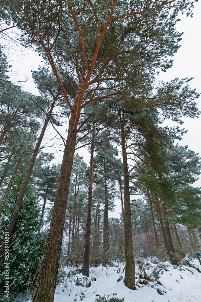 Trees in snowy winter rural landscape scene Trees in snowy winter rural landscape scene