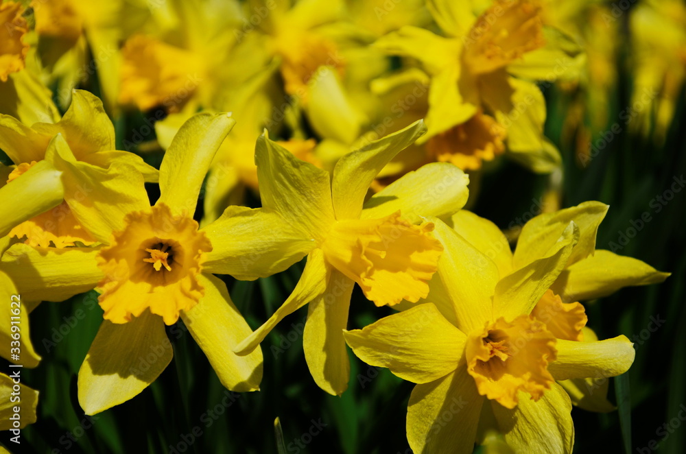 view on spring narcissus flowers. Narcissus flower also known as daffodil, daffadowndilly view on spring narcissus flowers. Narcissus flower also known as daffodil, daffadowndilly