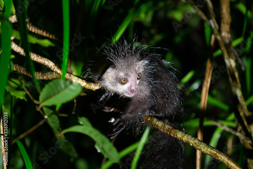 The rare Aye-Aye lemur that is only nocturnal photo