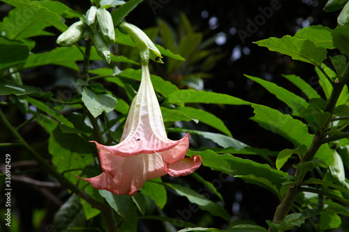 Exotic flowers of the island of Madagascar