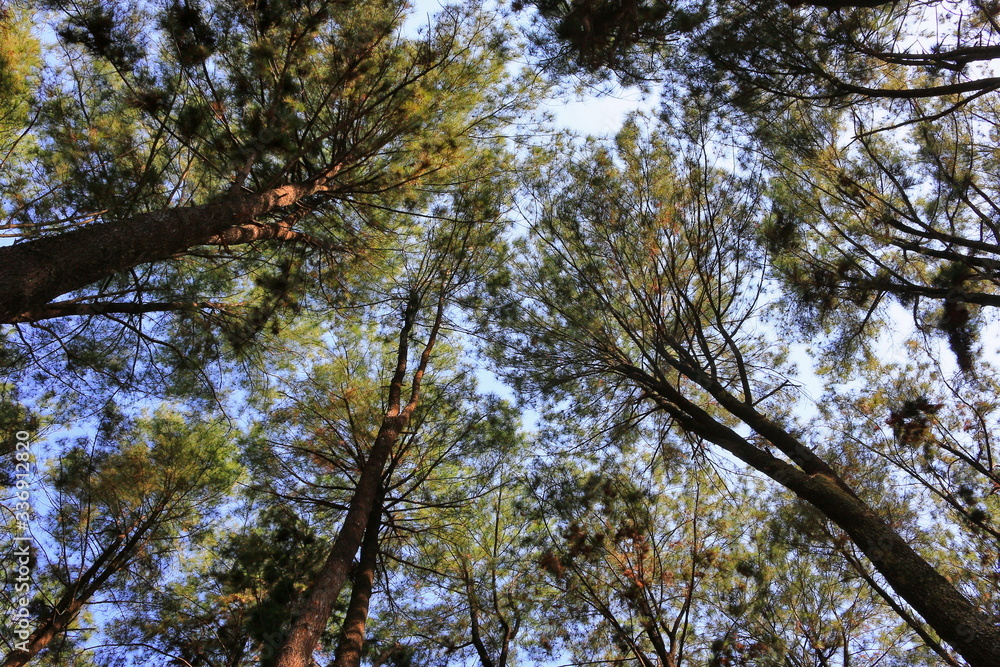 Obraz premium trees and sky