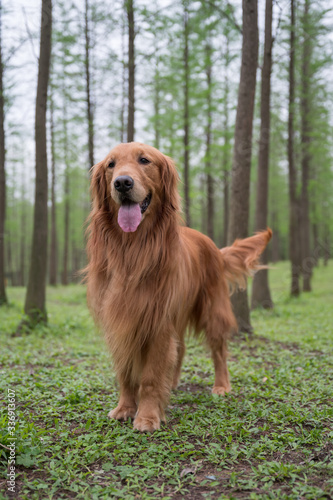Golden retriever playing in the woods