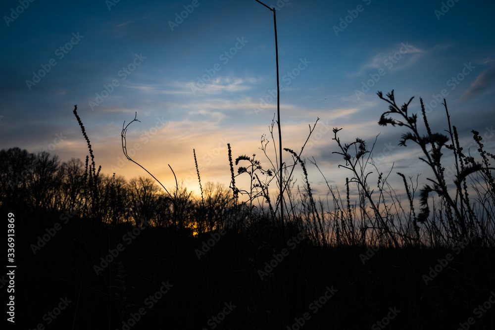 Obraz premium sunset in the grass