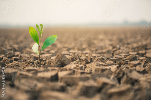 Obraz na płótnie People planting the seedlings into the arid soil